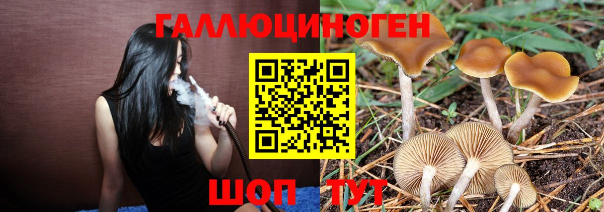 Галлюциногенные грибы Psilocybine cubensis Кушва